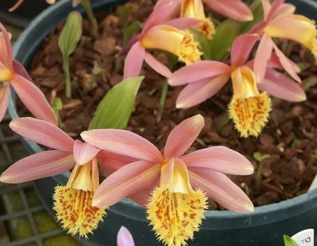 orchidee pleione
