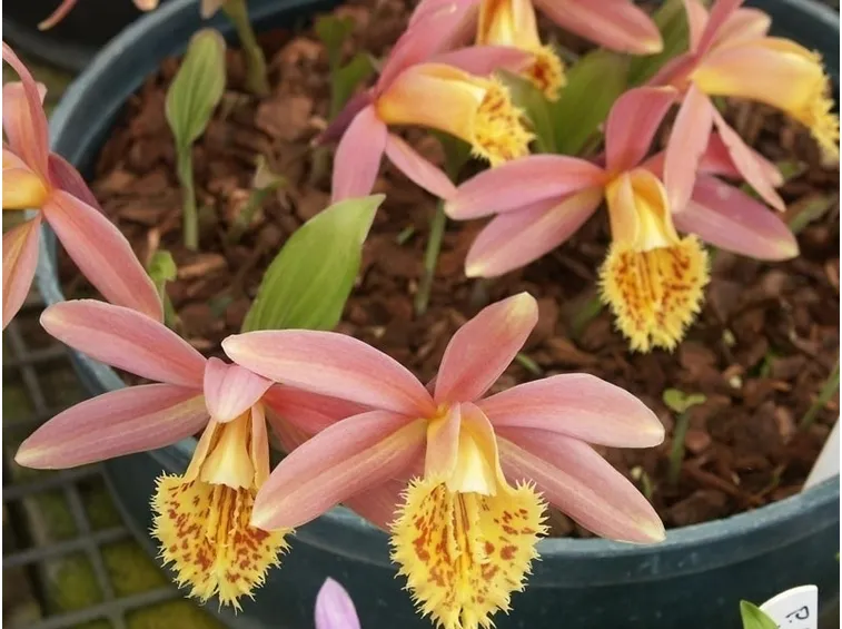 orchidee pleione