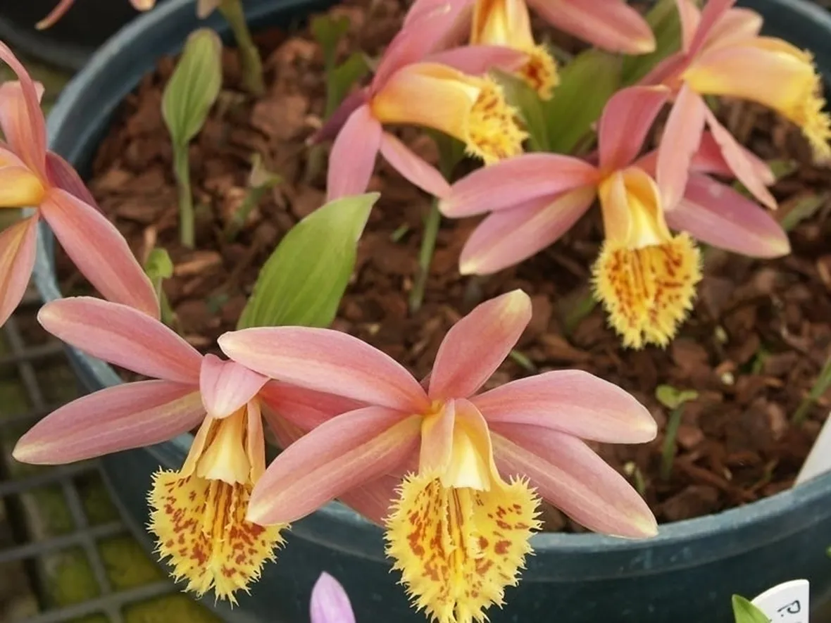 orchidee pleione