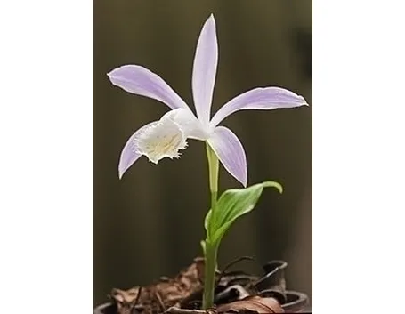 orchidee pleione-4