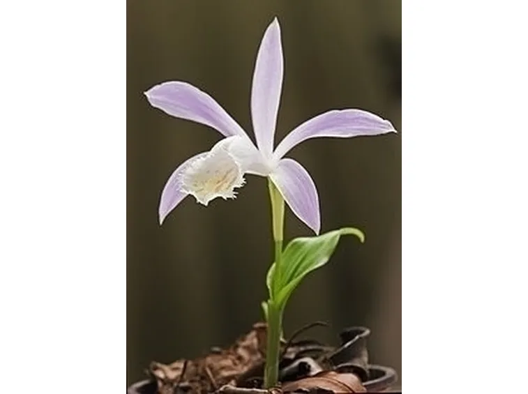 orchidee pleione-4