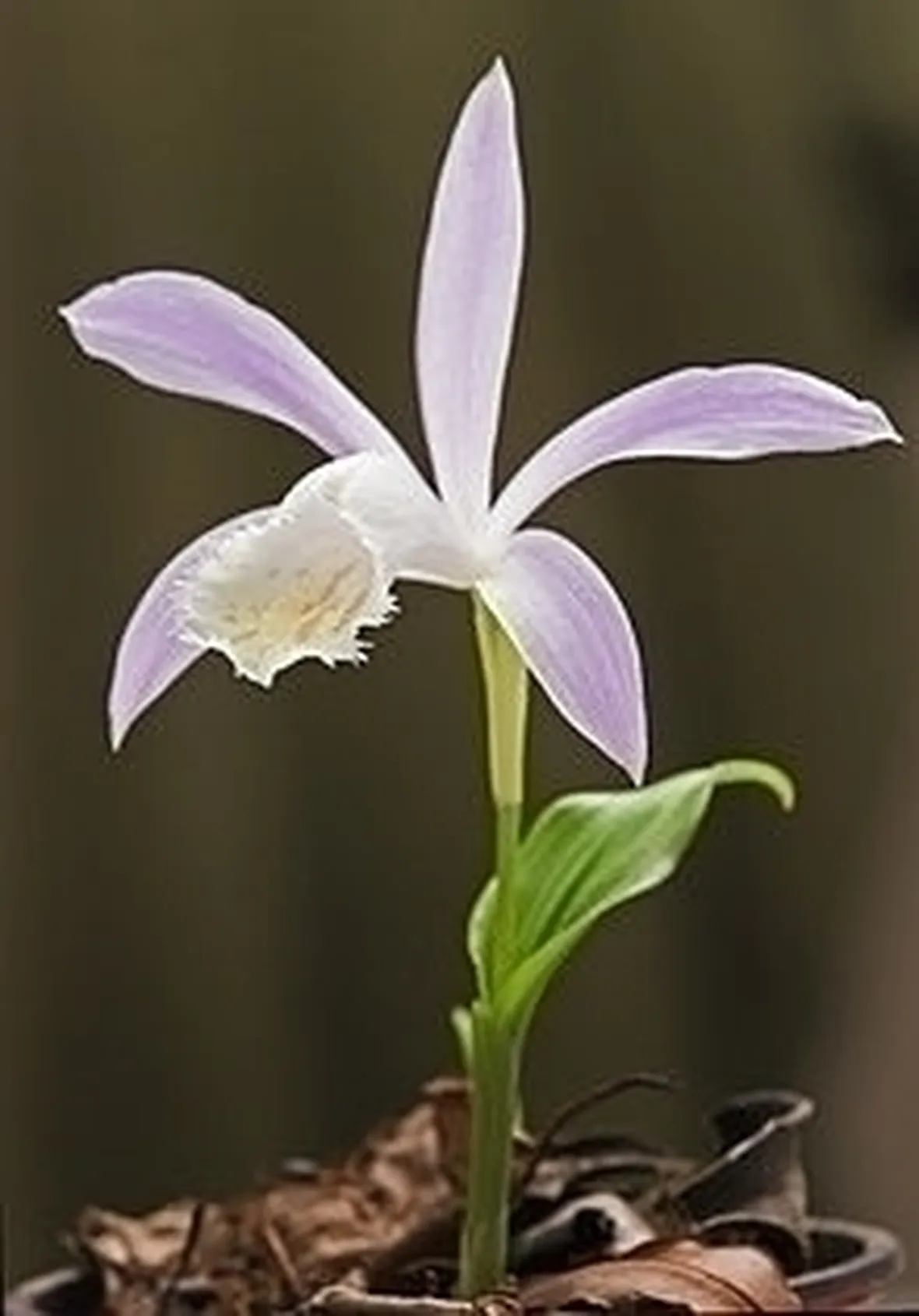 orchidee pleione-4