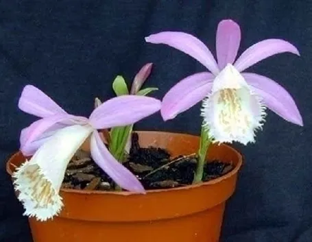 orchidee pleione-5