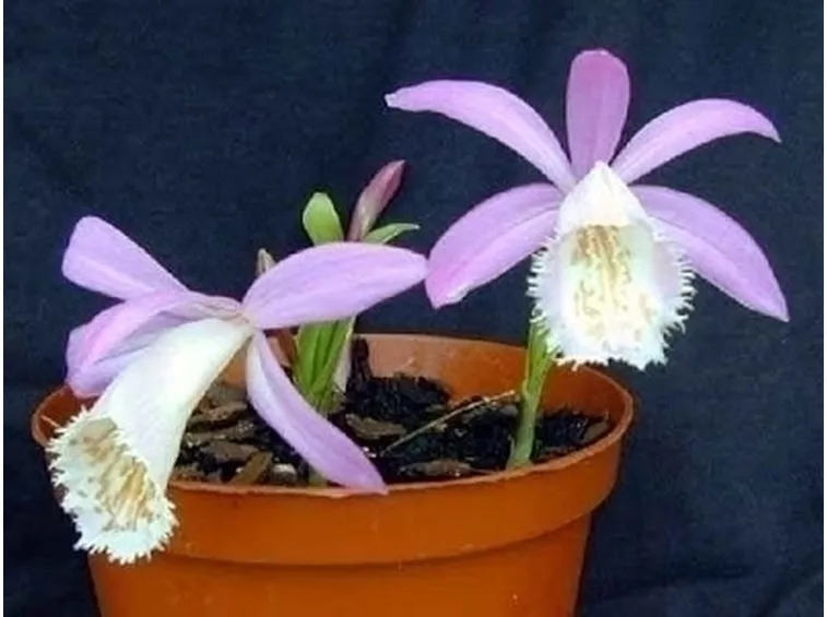 orchidee pleione-5