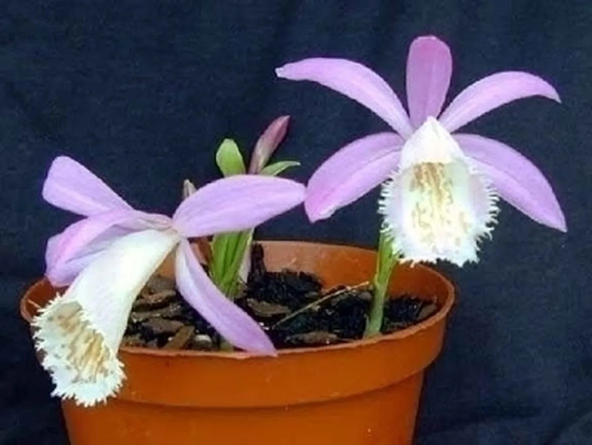 orchidee pleione-5