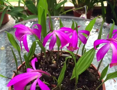 orchidee pleione-6