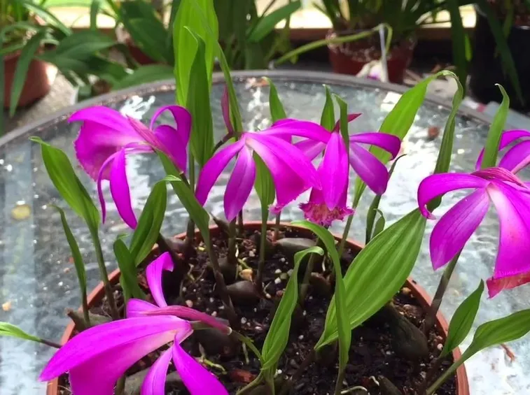 orchidee pleione-6