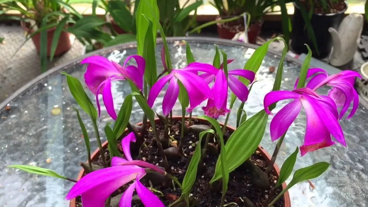 orchidee pleione-6