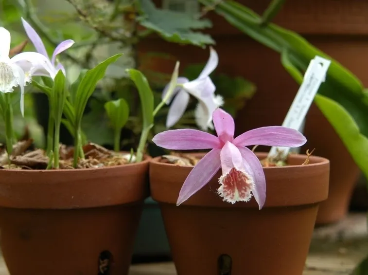orchidee pleione-7