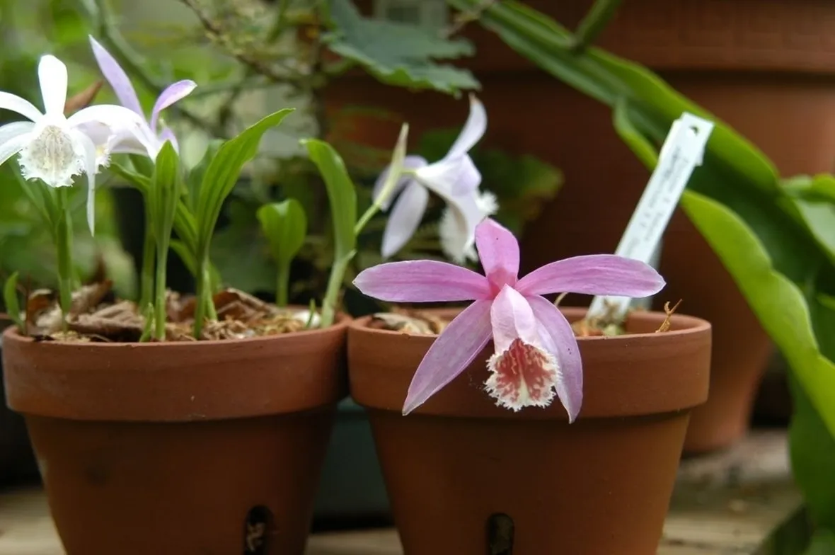 orchidee pleione-7