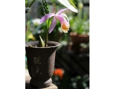 orchidee pleione-8