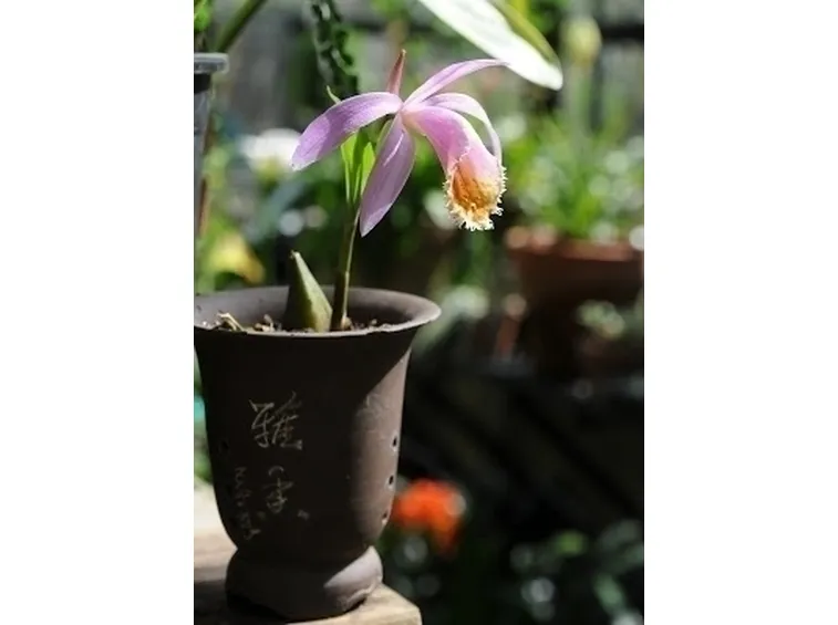 orchidee pleione-8