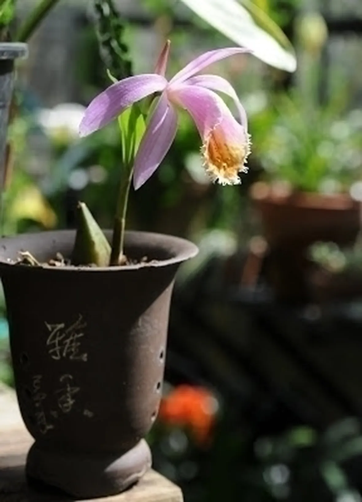 orchidee pleione-8