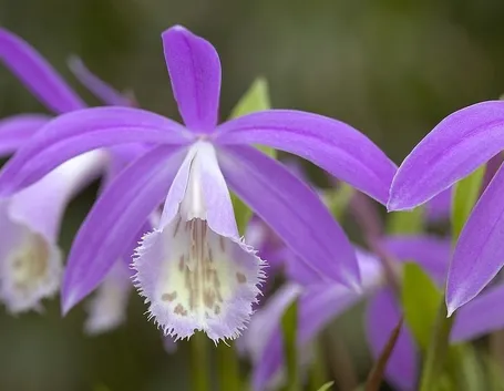orchidee pleione