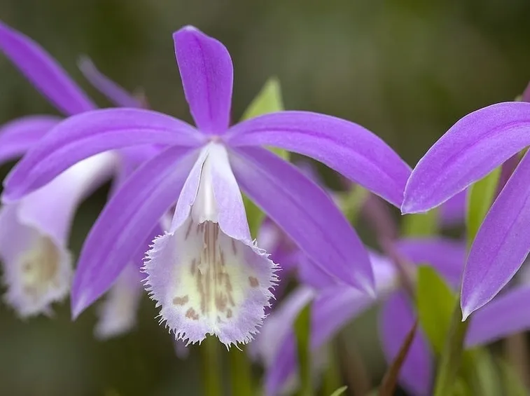 orchidee pleione