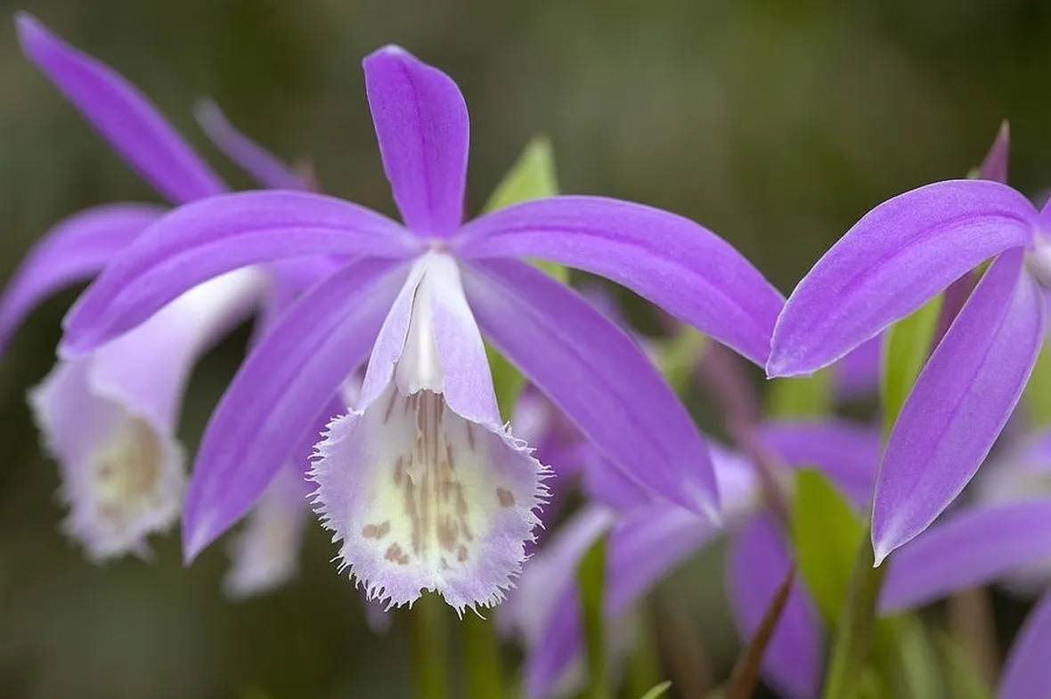 orchidee pleione