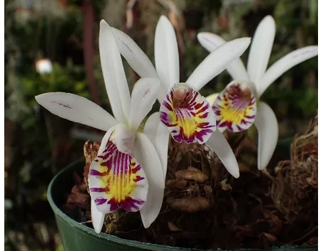 orchidee pleione