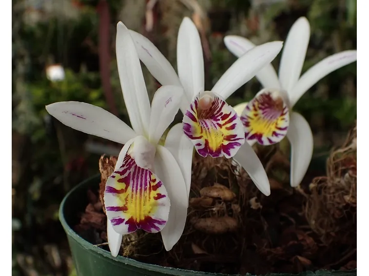 orchidee pleione