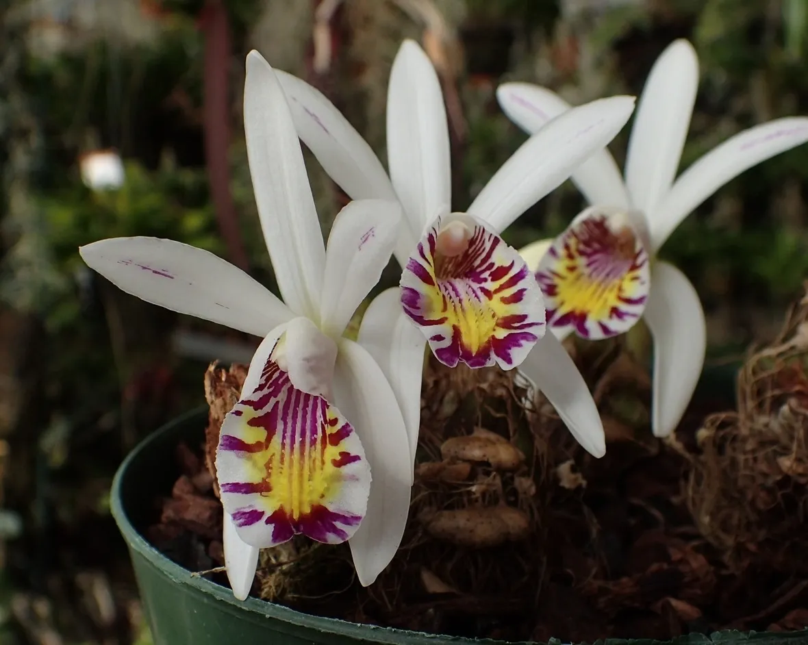 orchidee pleione