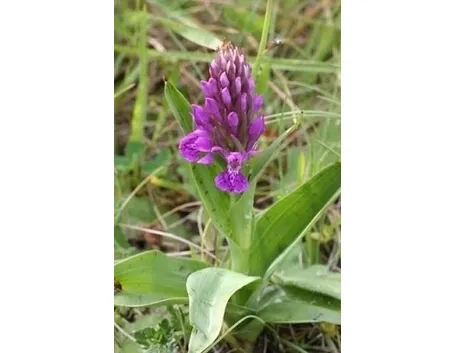 orchidee rosa-1