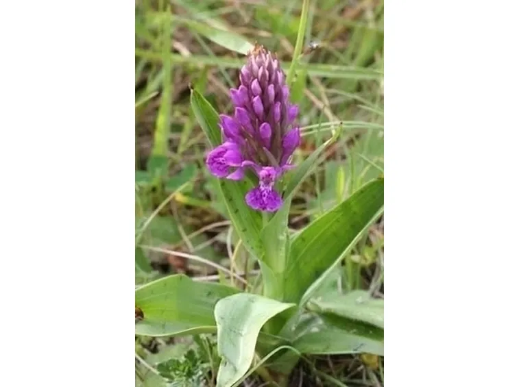 orchidee rosa-1