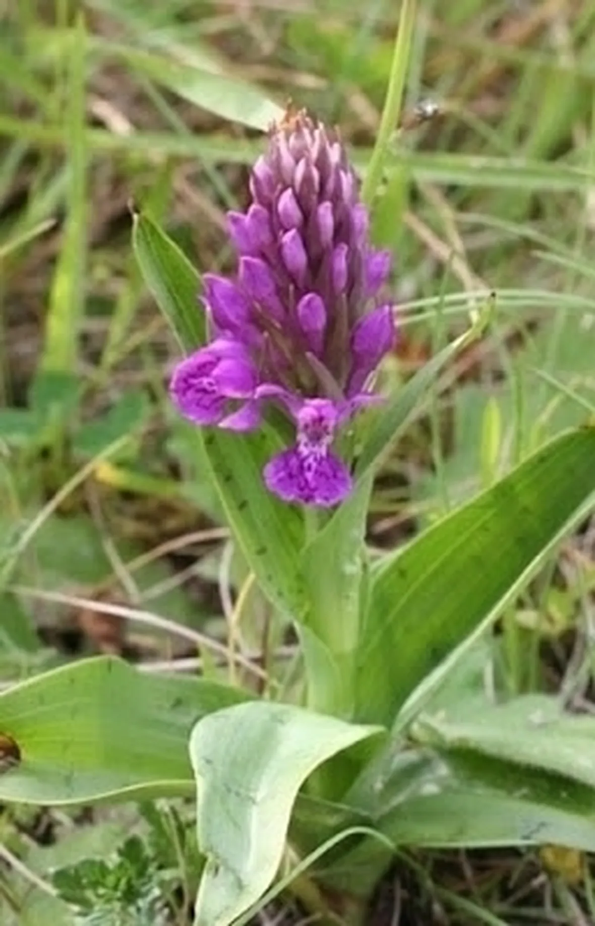 orchidee rosa-1