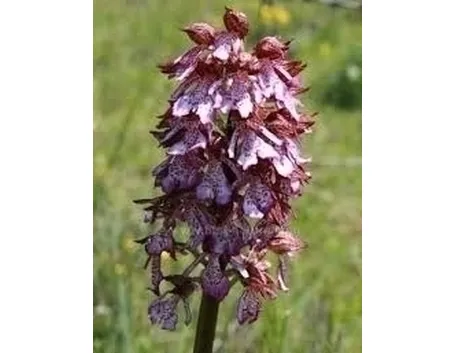 orchidee rosa-2