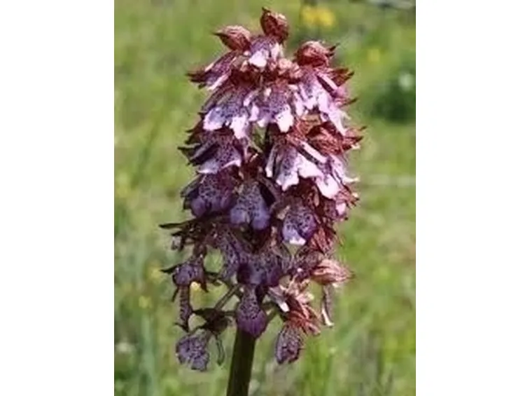 orchidee rosa-2