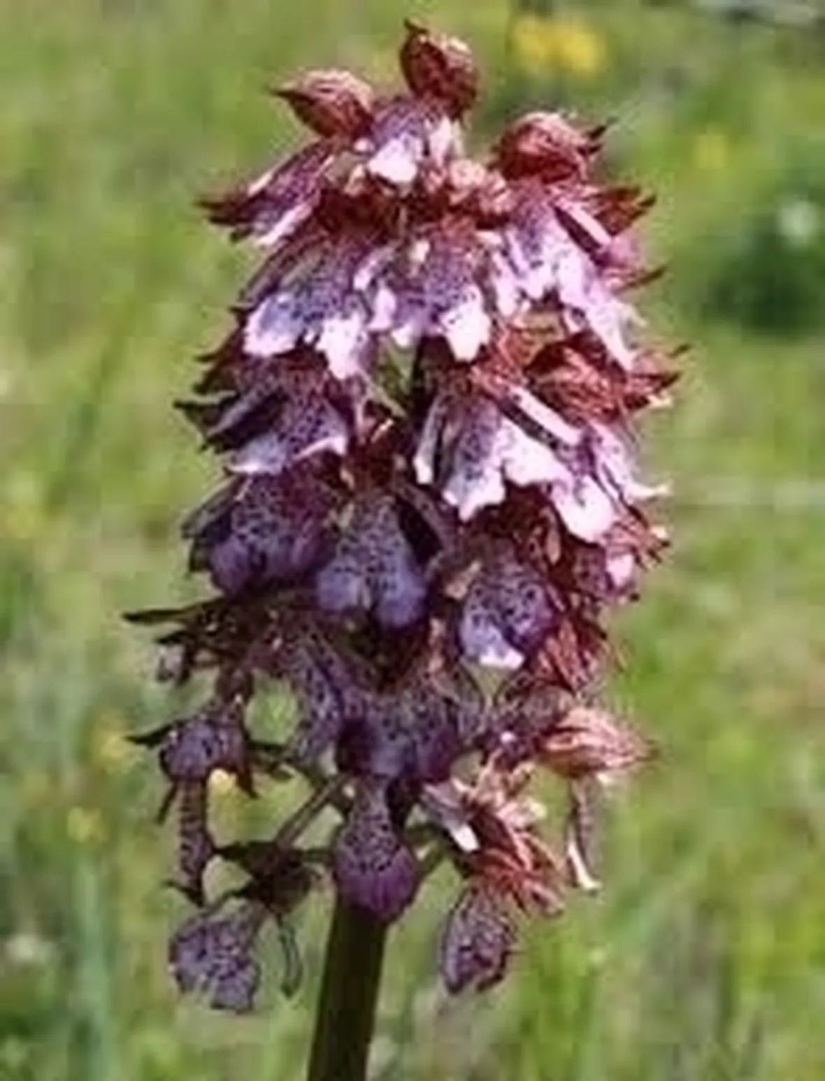 orchidee rosa-2