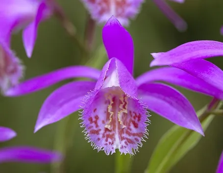orchidee rosa-3