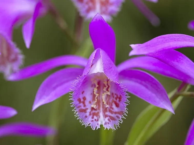 orchidee rosa-3
