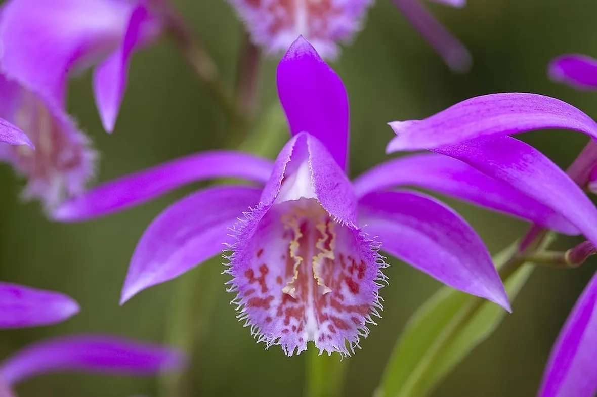 orchidee rosa-3