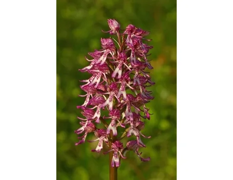 orchidee rosa-4