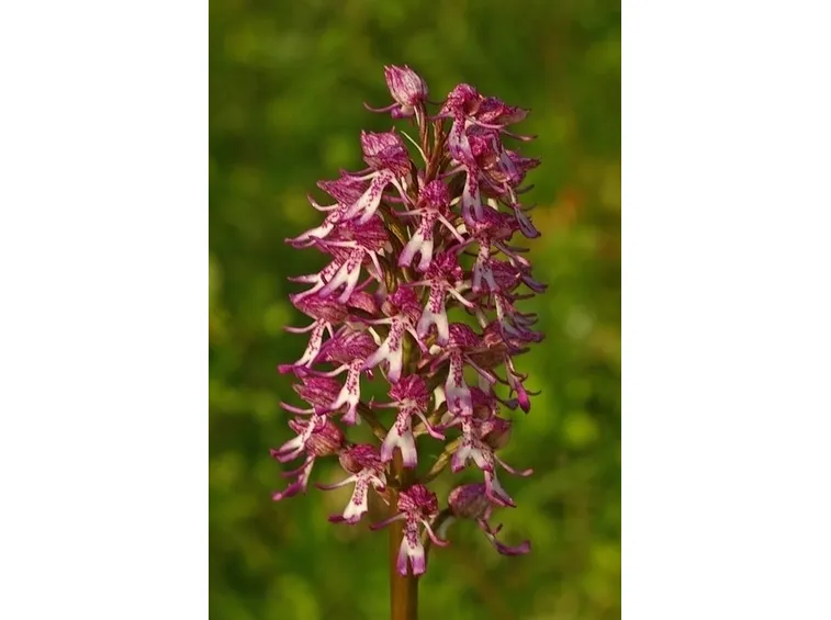 orchidee rosa-4