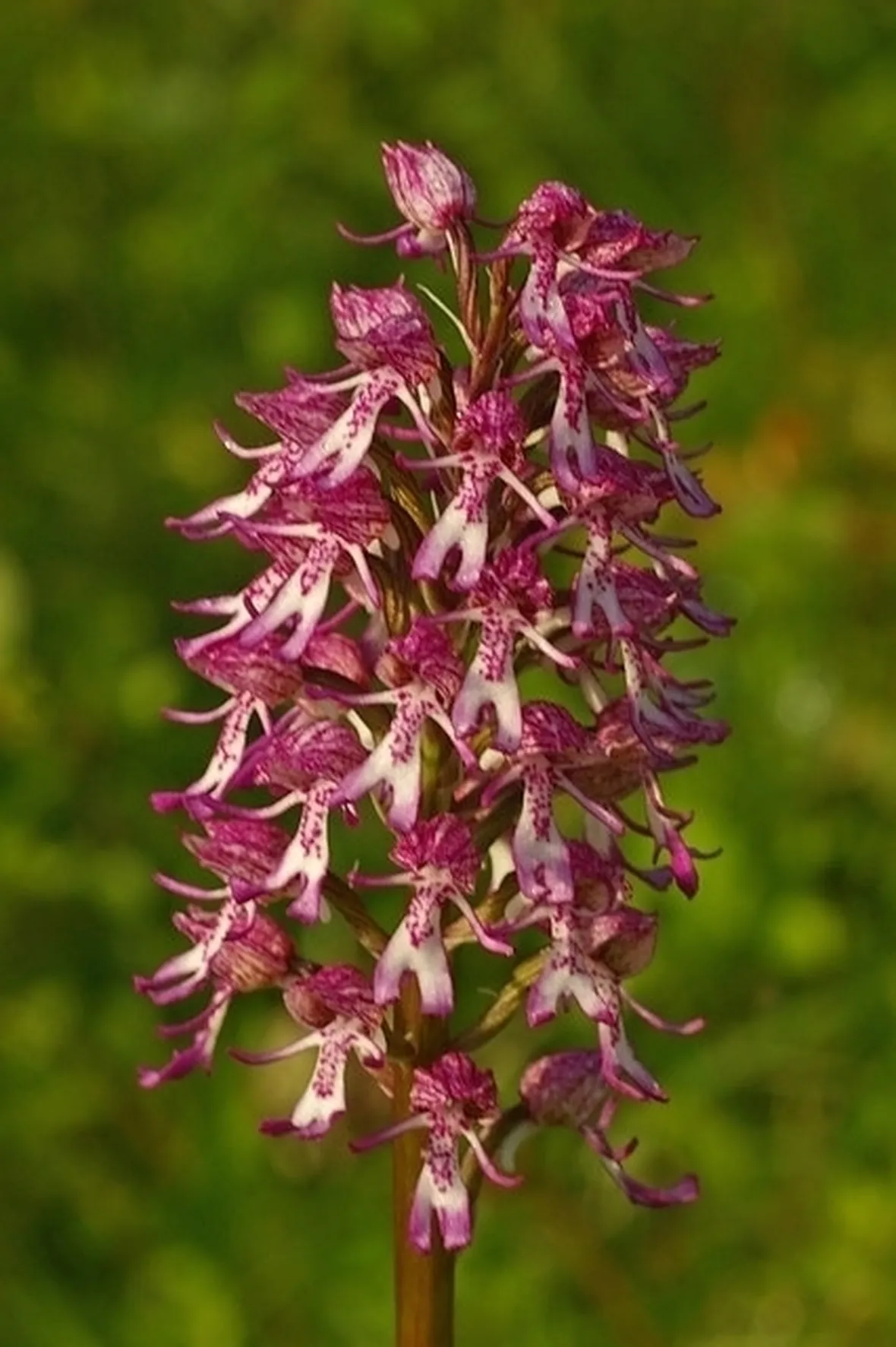 orchidee rosa-4