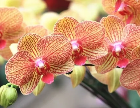 orchidee rosa-5