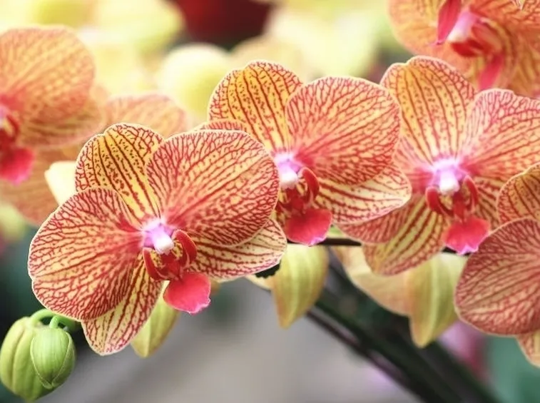 orchidee rosa-5