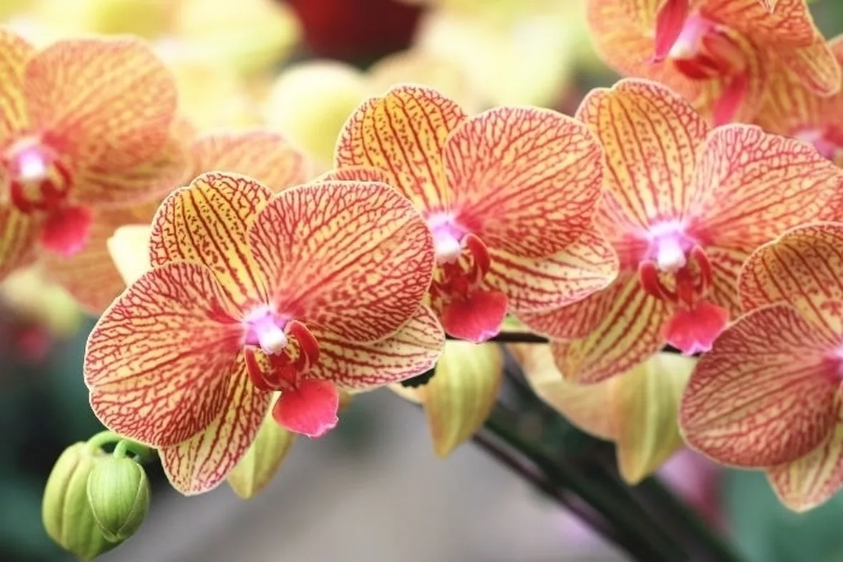 orchidee rosa-5