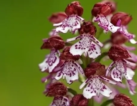orchidee rosa-6