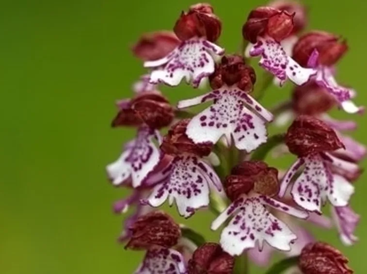 orchidee rosa-6
