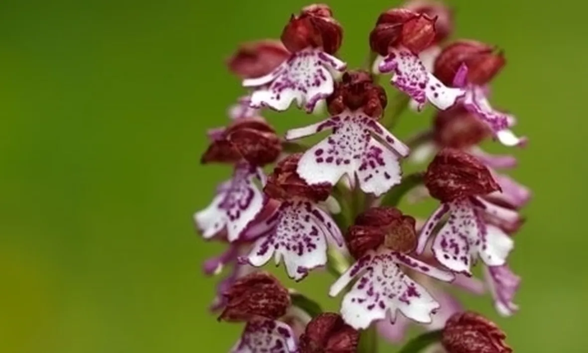 orchidee rosa-6