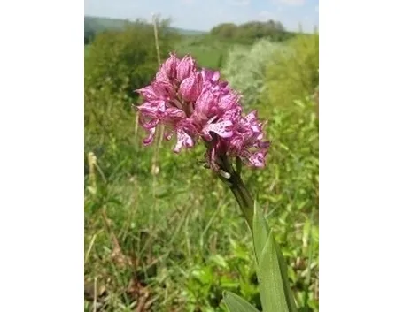 orchidee rosa-7