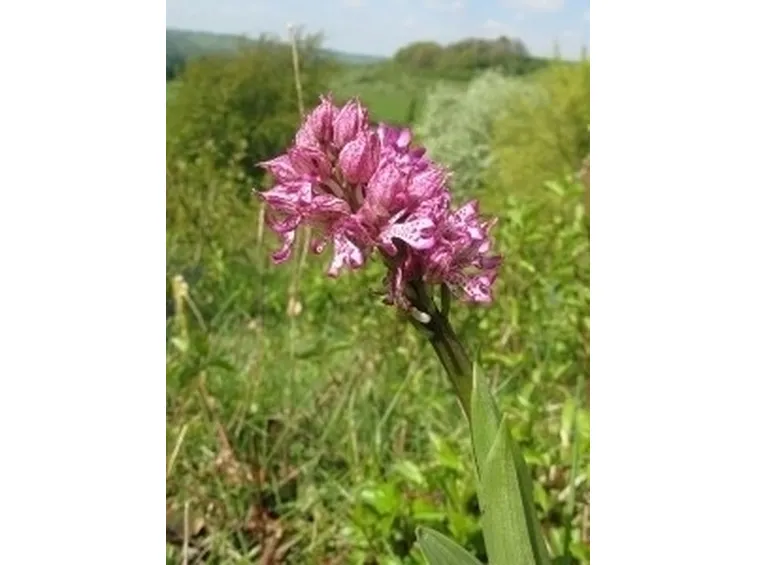 orchidee rosa-7
