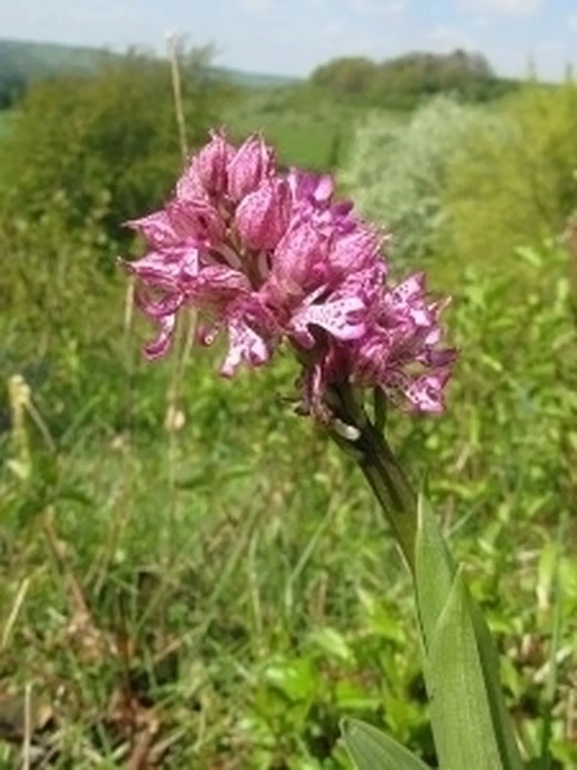 orchidee rosa-7