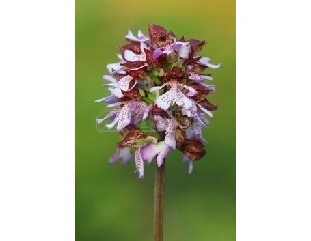 orchidee rosa-8
