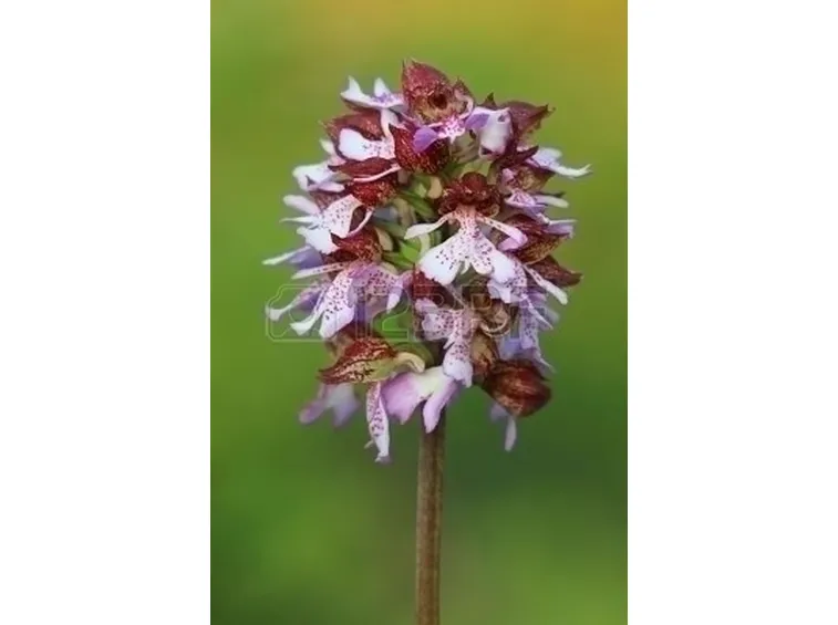 orchidee rosa-8