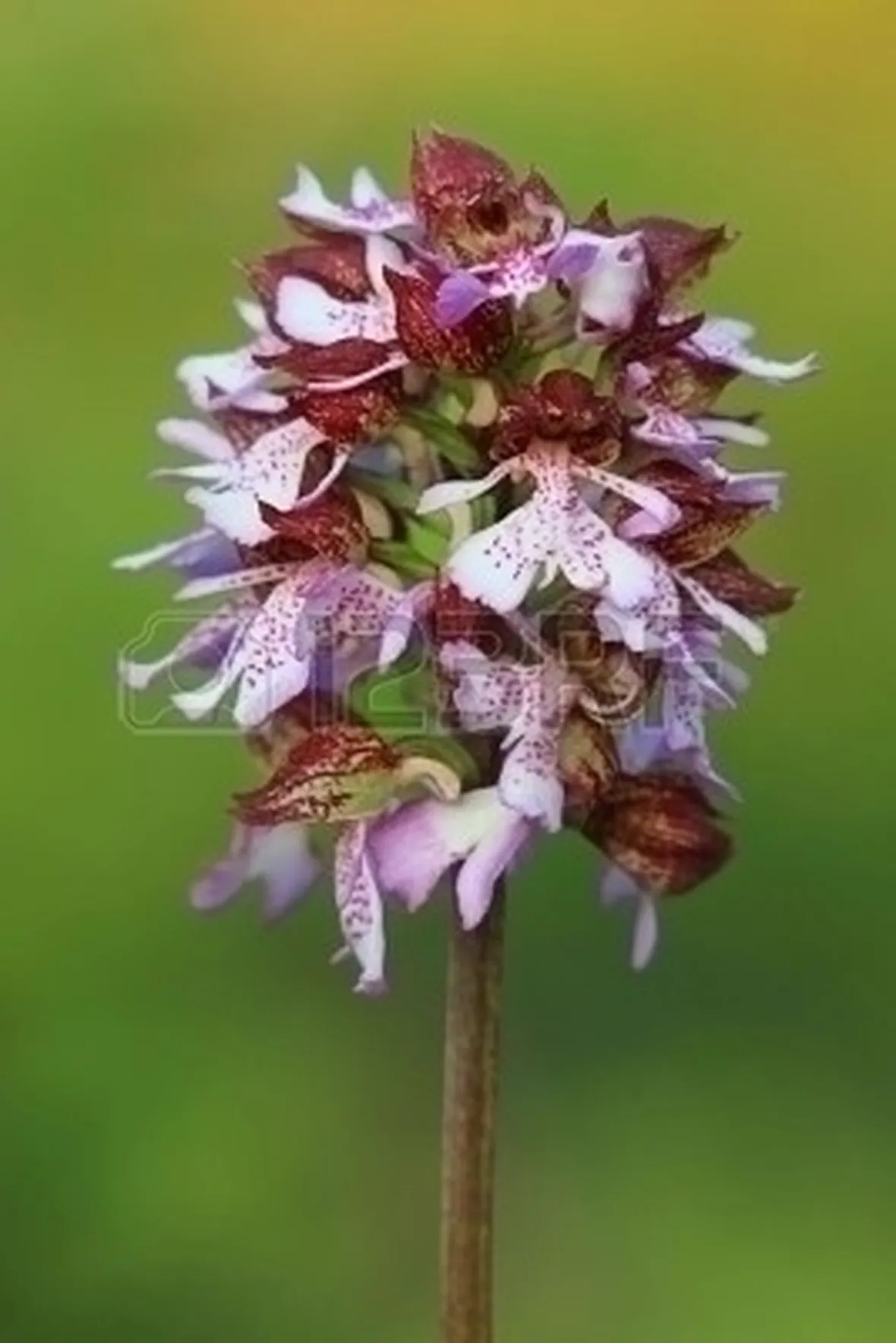 orchidee rosa-8