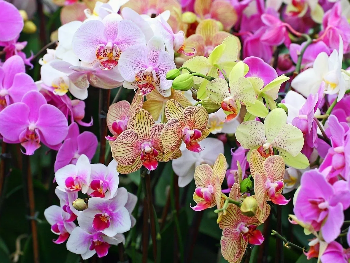 orchidee rosa-9