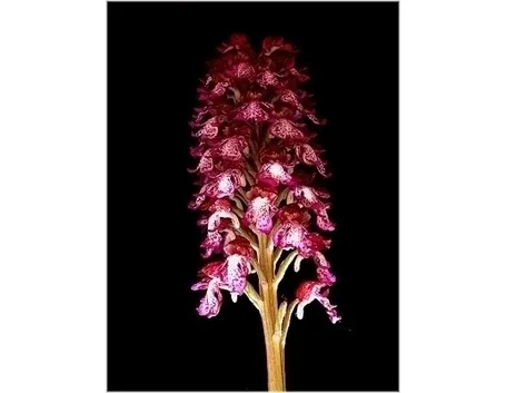 orchidee rosa