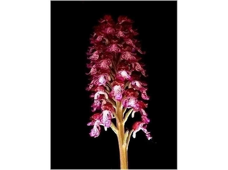 orchidee rosa